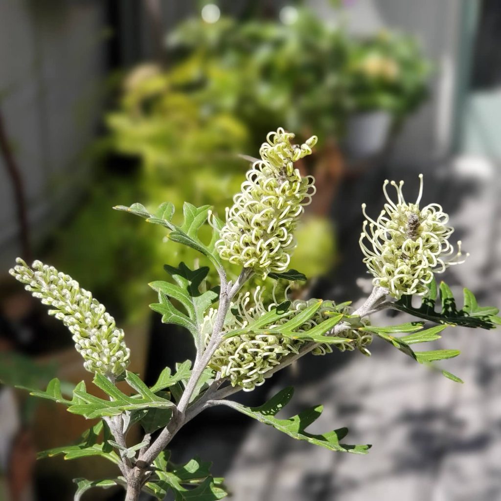 . . 今年も花芽がつき咲いてくれました♪ 爽やかなアップルグリーンです . . . . .