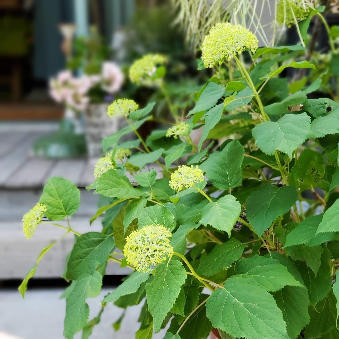 .
.

思いがけず

立派な株の


いただいちゃいました～♪

.
.
.
.
.